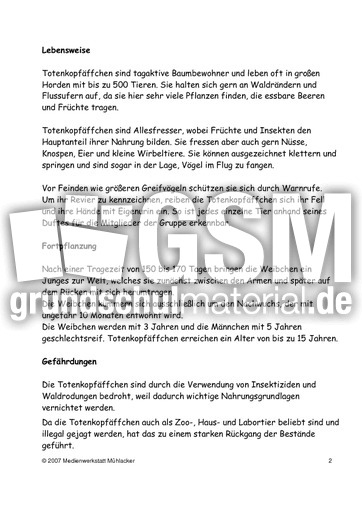 Totenkopfäffchen-Text-2.pdf